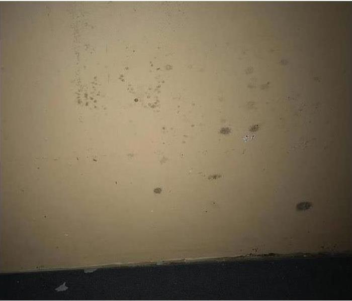 Mold growth on wall