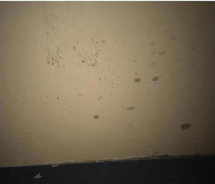 Black spots of mold developing on a wall.